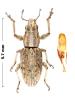 Charagmus variegatus